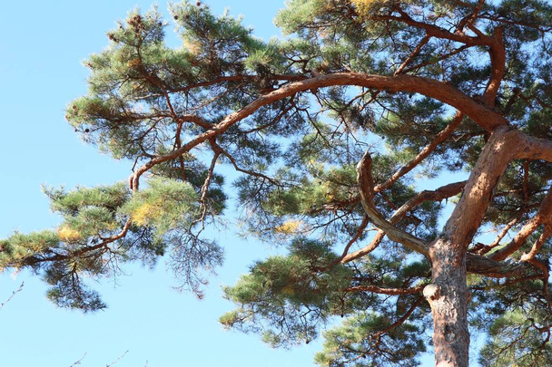 pinheiro na Coréia
 - Foto, Imagem