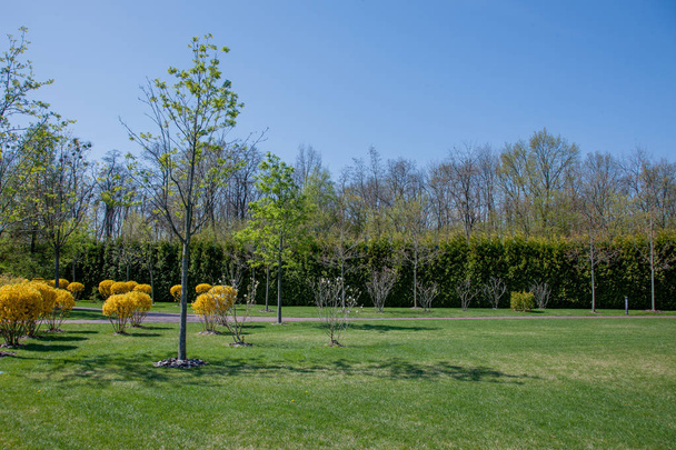 Green plants and trees in modern park under blue sky, during bright summer day - Photo, image