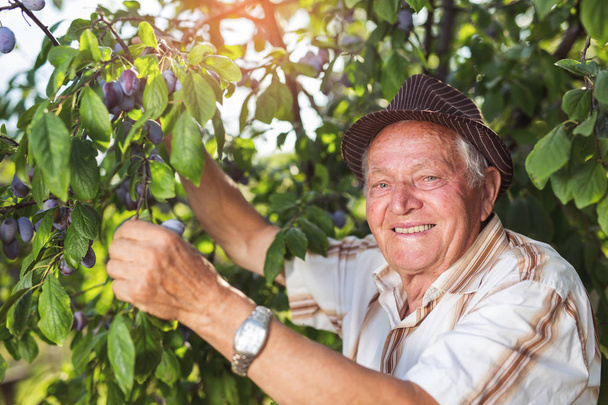 heureux homme âgé cueillette des prunes dans un verger
 - Photo, image