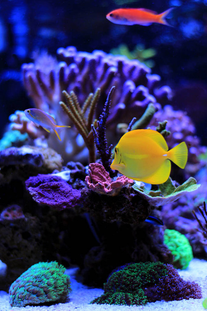 Gele zeilvindoktersvis zwemmen met andere vissen in aquarium - Foto, afbeelding