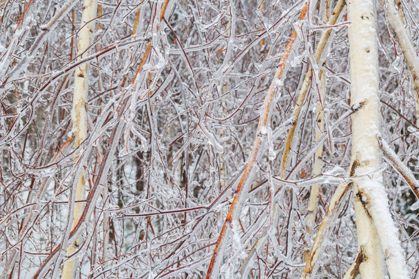 Birch branches in ice at winter - Photo, Image
