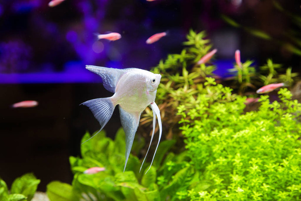 Zilveren vis aquarium - Foto, afbeelding