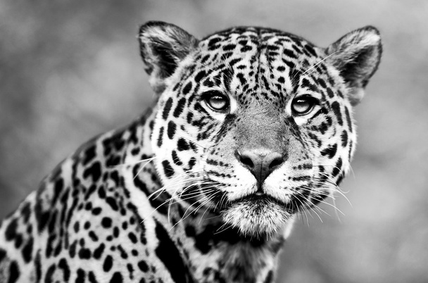 Jaguar - Panthera onca. El jaguar es el tercer felino más grande después del tigre y el león, y el más grande del hemisferio occidental
. - Foto, Imagen