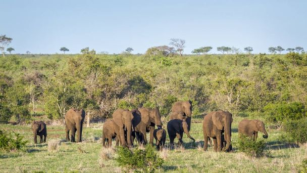 African bush elephant in Kruger National park, South Africa - Foto, afbeelding