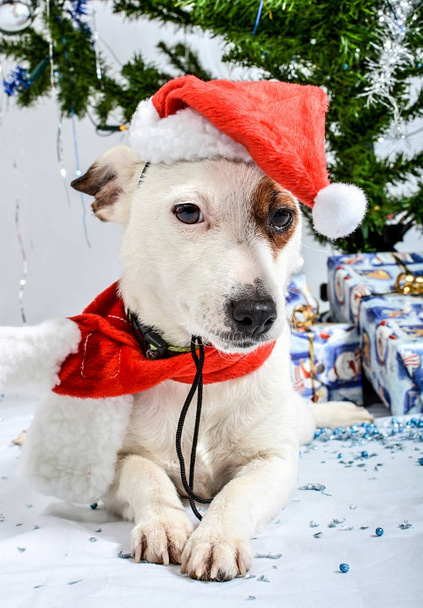 Christmas pet - Photo, Image