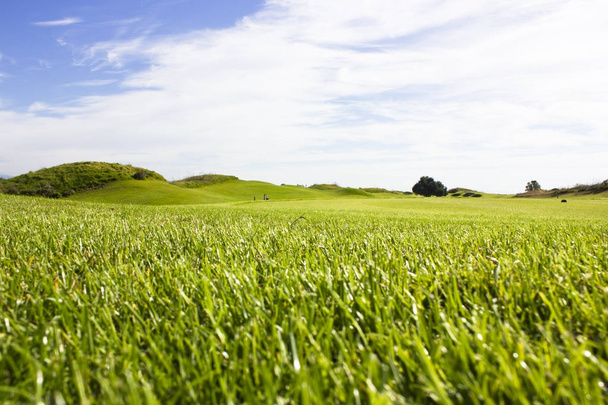 Golf course in Belek. Green grass on the field. Blue sky, sunny  - Photo, Image