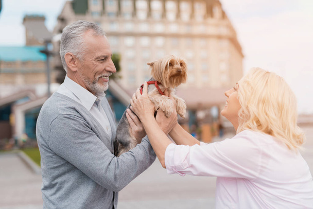 An elderly couple is walking in the square with her little dog. A man is holding a dog in his arms - Foto, Imagem