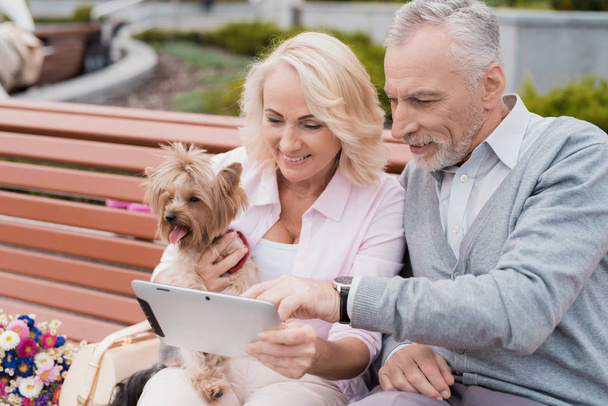 An elderly couple is resting sitting on a bench in the square. They have a dog and a laptop. - 写真・画像