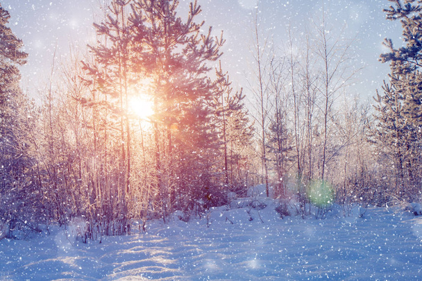 Winter wonderland scène achtergrond, landschap. Bomen, bos in  - Foto, afbeelding