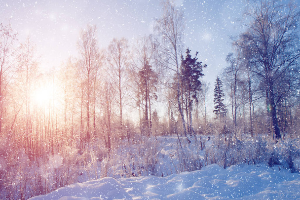 Winter wonderland scene background, landscape. Trees, forest in  - Photo, Image