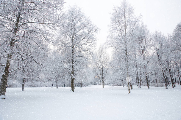 Winter wonderland scene background, landscape. Trees, forest in  - Φωτογραφία, εικόνα