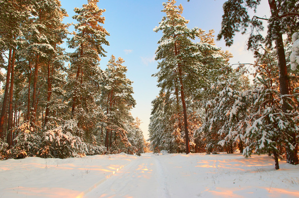 Inverno mattina gelida in una pineta
 - Foto, immagini