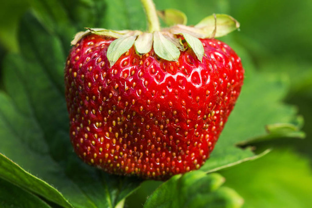 Fresh strawberry, natural green background. - Foto, afbeelding