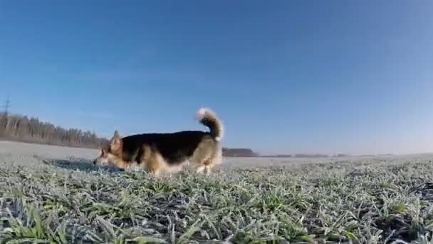 Langsame Dreharbeiten. Hund wales corgi pembroke läuft, spaziert, tobt auf einer grünen Wiese, die mit Raureif bedeckt ist. - Filmmaterial, Video