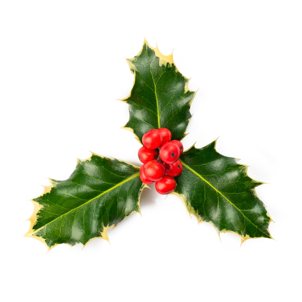 Sprig of Christmas holly with red berries isolated on a white