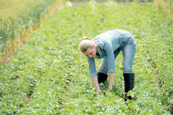 A farmer woman cultivates potatoes on a summer field - Фото, изображение