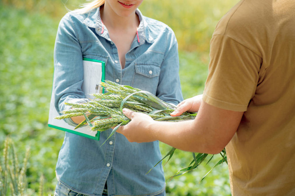 Чоловічий і жіночий агроном веде переговори про майбутній урожай пшениці на пшеничному полі
 - Фото, зображення