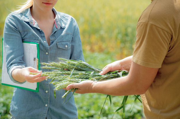 麦畑での小麦の将来の収穫について交渉の農学のカップル - 写真・画像