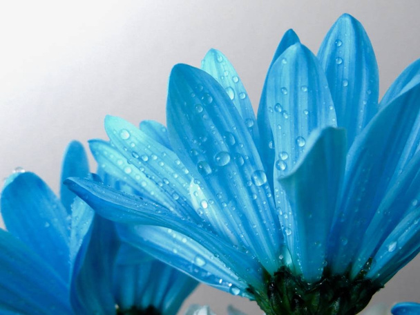                                schöne blaue Gänseblümchen aus nächster Nähe - Foto, Bild