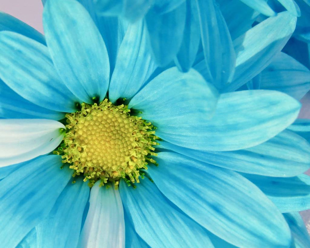                                Blue daisies up close - Photo, Image