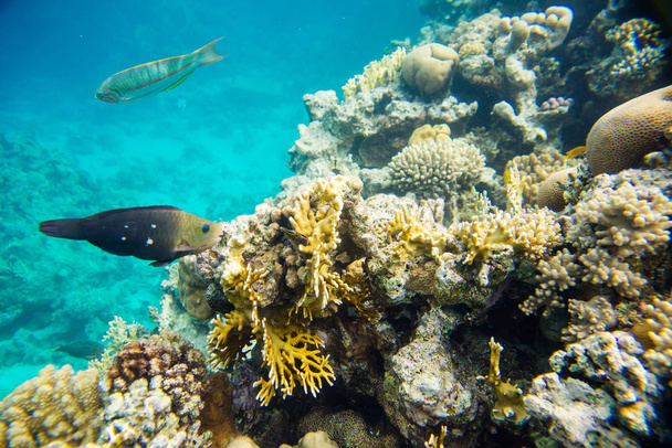 коралловый риф с рыбой Красного моря
 - Фото, изображение