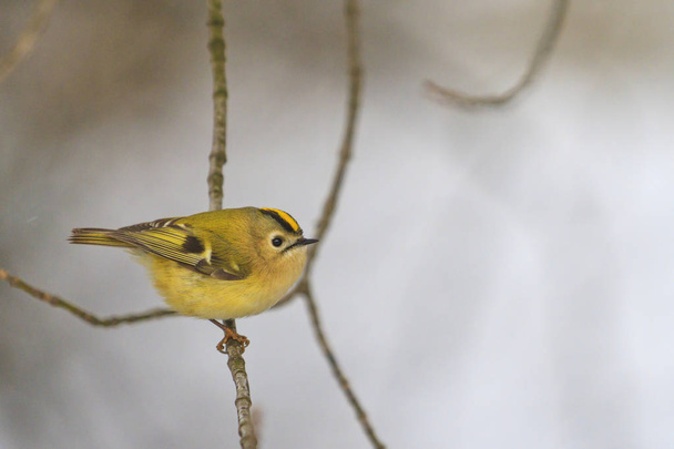 oiseau forestier coloré sur un paysage d'hiver noir et blanc, faune, oiseaux
 - Photo, image