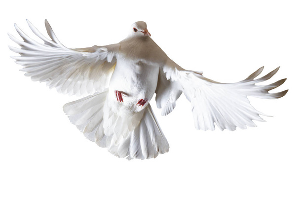 piccioni bianchi che volano su uno sfondo bianco, oggetto isolato, simbolo di pace
 - Foto, immagini