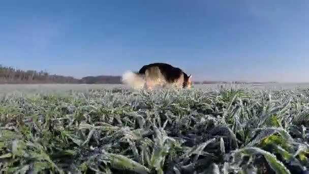 Αργή γυρίσματα. Χιούμορ βίντεο. Εξεταστεί στο τέλος. Σκύλος τρέχει Ουαλία Corgi Pembroke, περιπάτους, ευθυμία σε πράσινο φόντο, που καλύπτεται με παγετός. - Πλάνα, βίντεο