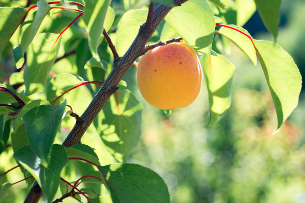 Ripe juicy apricot hanging on the tree, on sunny summer day - Photo, Image
