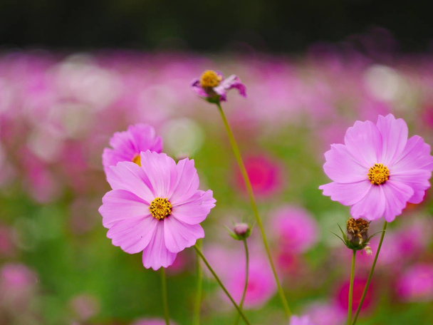το cosmos λουλούδι στον κήπο το πεδίο στην όμορφη ηλιόλουστη μέρα - Φωτογραφία, εικόνα