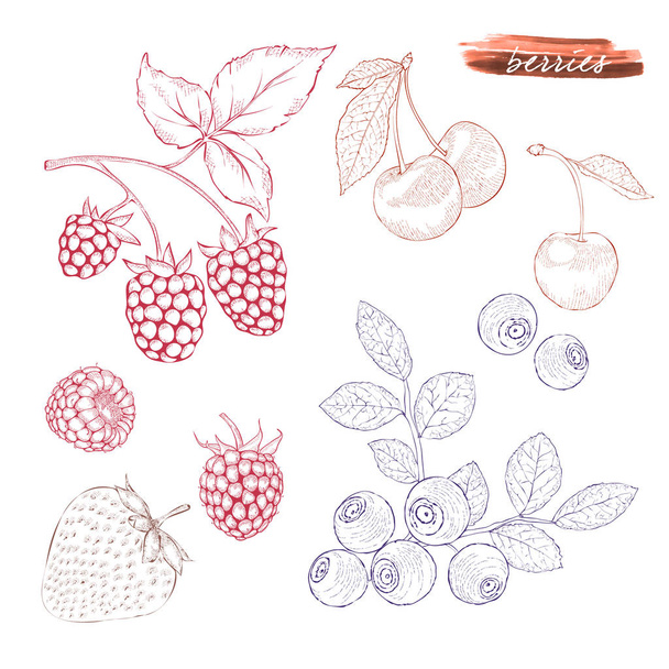 Een set van bessen: frambozen, bosbessen, aardbeien en che - Vector, afbeelding