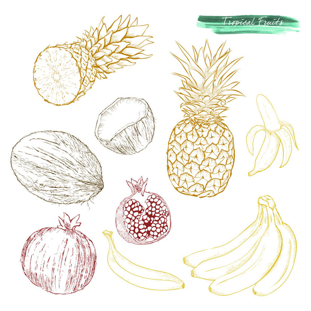 Egy sor trópusi gyümölcsök: gránátalma, banán, ananász és  - Vektor, kép
