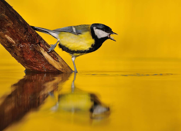 Great tit drinking water in the pond. - Photo, Image