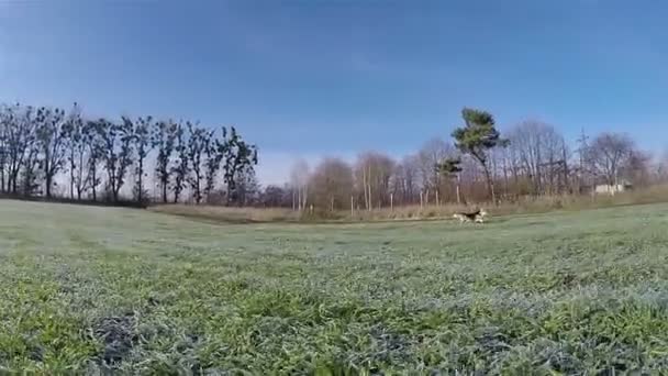 Tiro lento. Cane Galles Corgi Pembroke corre, allegramente su un campo, con hoarfrost
. - Filmati, video
