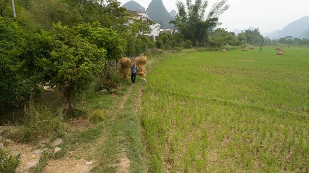 angshuo longsheng arroz terraços
 - Foto, Imagem