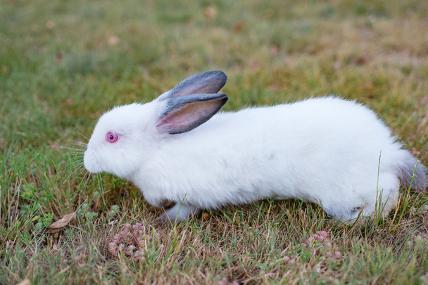 Pequeno coelho branco na grama verde no dia de verão
 - Foto, Imagem