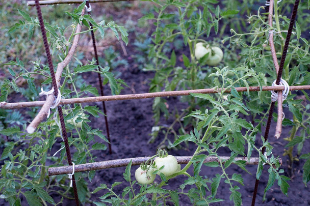 Green young tomatoes growing in the garden - Photo, Image