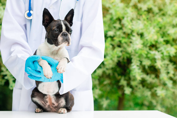 vet hands holding a Boston Terrier dog - Zdjęcie, obraz