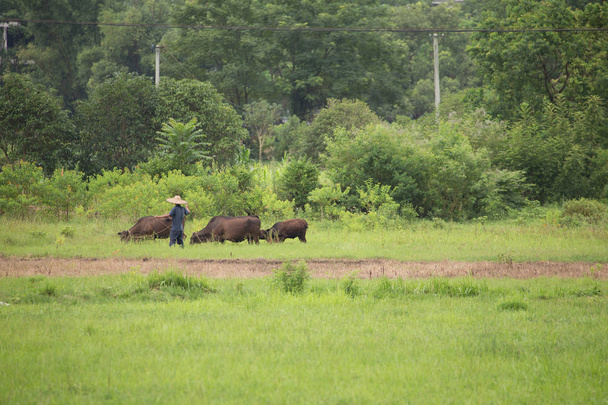 Granjero despertando con sus búfalos cerca de campos de arroz de jazmín
 - Foto, Imagen