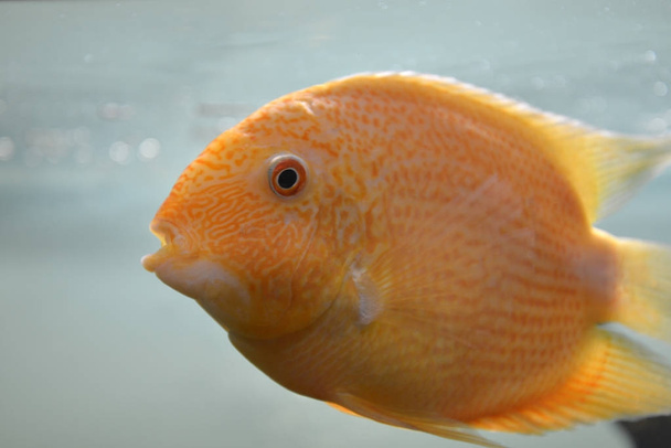 Aquarium fish - Photo, Image