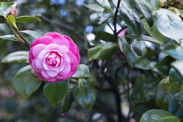 Camellias in the tree in Galicia (Spain) - Photo, Image