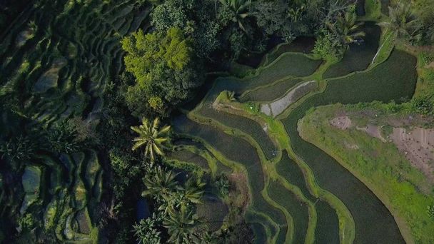 green rice terrace in bali indonesia - Foto, Imagen