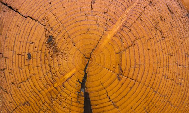 la textura del árbol cortado, el ángulo de la casa desde el tronco
 - Foto, imagen