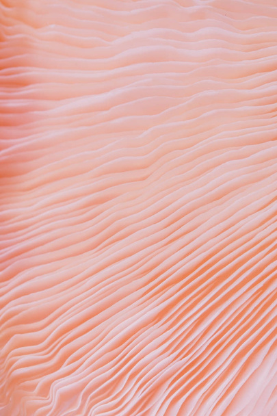 fondo abstracto macro primer plano de Pleurotus djamor es hermoso color de setas rosa
 - Foto, imagen