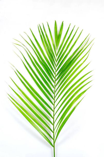 green palm leaf and shadow on a white background - Foto, Bild