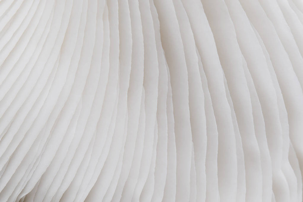 abstrakte Natur Hintergrund Makro von Sajor-caju Pilzpflanzen. Mit Idee Design Textur Muster Konzept natürliche oder Tapete. - Foto, Bild
