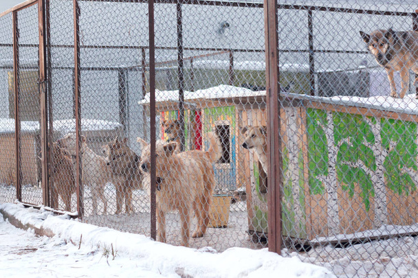 Muchos cachorros lindos encerrados en la jaula
 - Foto, Imagen