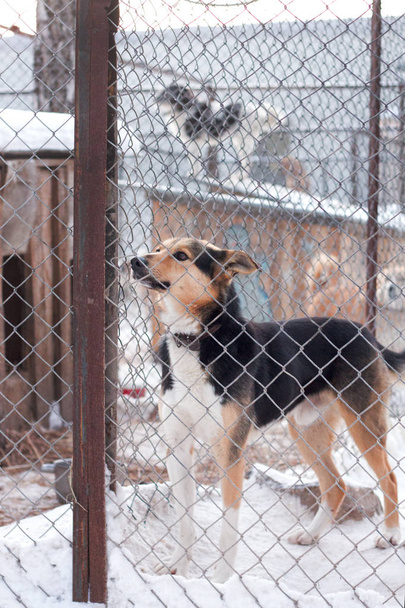 Shelter dog è un bellissimo cane in un rifugio per animali che guarda attraverso la recinzione chiedendosi se qualcuno lo porterà a casa oggi
. - Foto, immagini