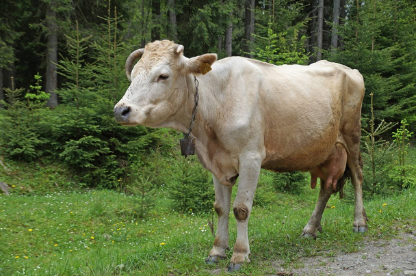 Grazende koe aan de rand van de weg in de Karpaten. Landelijke uitzicht van de Oekraïense Karpaten. Plattelandsleven in de bergen. - Foto, afbeelding