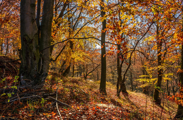 forest in golden brown foliage on sunny day - Foto, Imagem